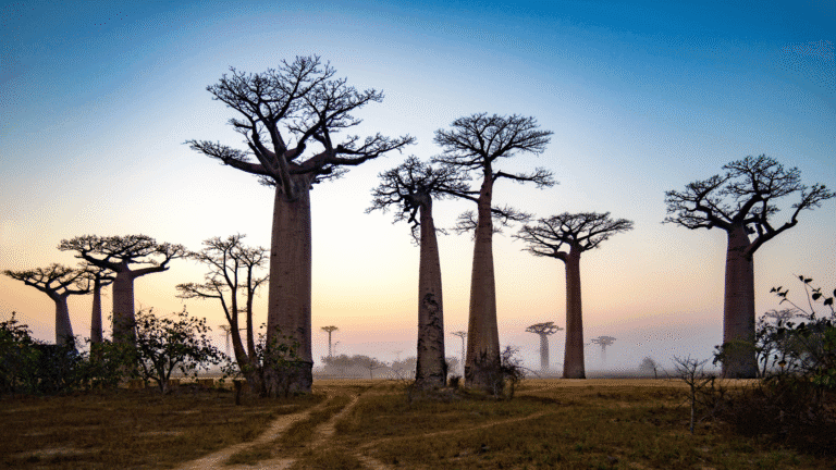 Baobab