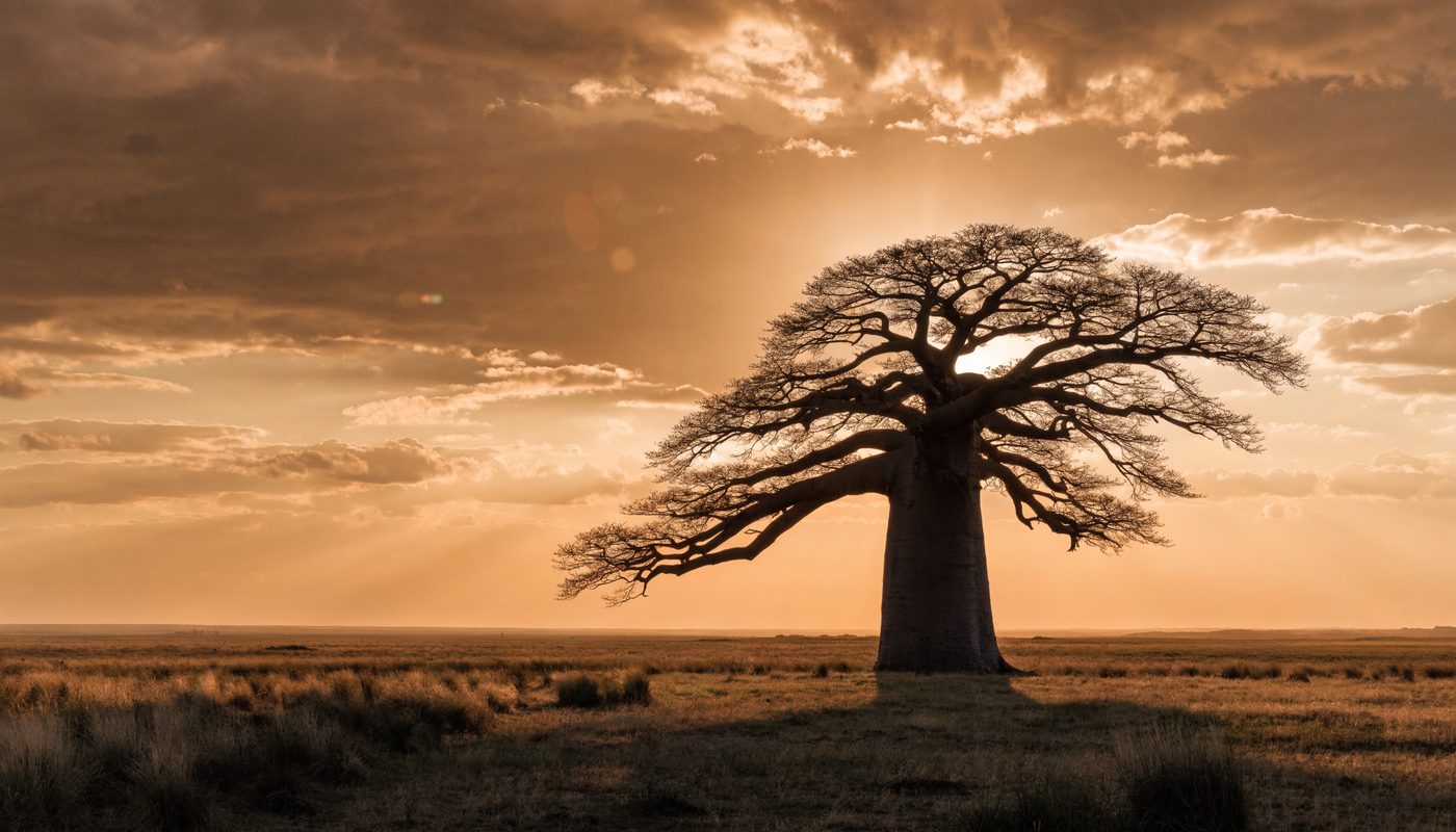 Ancient baobab tree at sunset