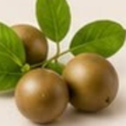 Stevia